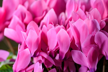 ピンクのシクラメンの花弁