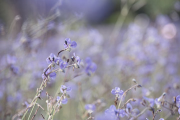 Purple flowers field, soft blur background