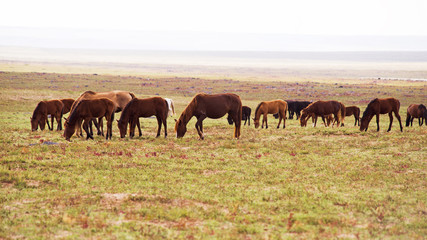 Obraz premium Horses are grazed on a meadow