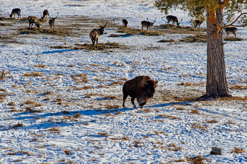 The European bison (Bison bonasus). The European bison (Bison bonasus), also known as wisent or the European wood bison, is a Eurasian species of bison. It is one of two extant species of bison, along © Yerbolat