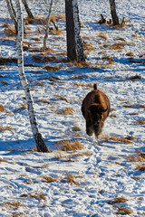The European bison (Bison bonasus). The European bison (Bison bonasus), also known as wisent or the...