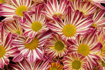 beautiful striped flowers, collected in a bouquet
