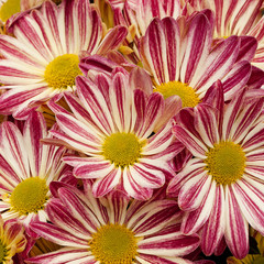 beautiful striped flowers, collected in a bouquet