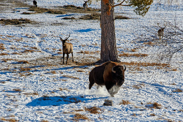 The European bison (Bison bonasus). The European bison (Bison bonasus), also known as wisent or the European wood bison, is a Eurasian species of bison. It is one of two extant species of bison, along © Yerbolat