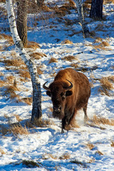 The European bison (Bison bonasus). The European bison (Bison bonasus), also known as wisent or the...