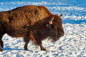 The European bison (Bison bonasus). The European bison (Bison bonasus), also known as wisent or the...