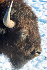 The European bison (Bison bonasus). The European bison (Bison bonasus), also known as wisent or the...