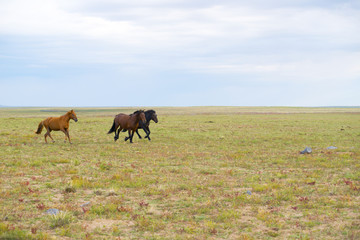 herd of young horses run