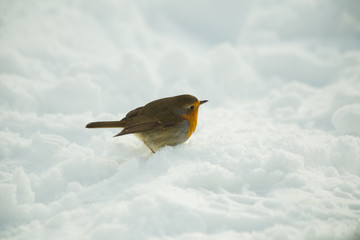 robin bird in snow ice winter season wildlife