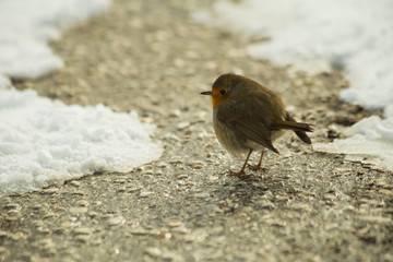robin bird in snow ice winter season wildlife