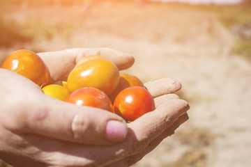 Tomatoes in female hands