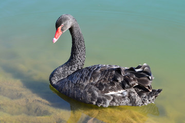 Black swan alone swims on a clear lake