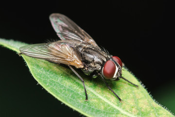 House fly, fly