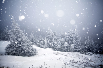 Obraz premium Trees covered with hoarfrost and snow in winter mountains - Christmas snowy backgroundic holiday background