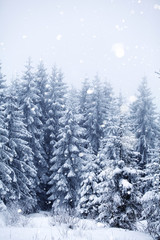 Obraz premium Trees covered with hoarfrost and snow in winter mountains - Christmas snowy backgroundic holiday background