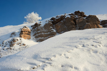 Hoarfrost on the tree. Frost is the coating or deposit of ice that may form in humid air in cold conditions, usually overnight.
