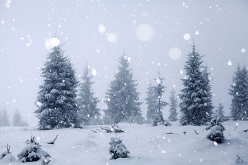 Trees covered with hoarfrost and snow in winter mountains - Christmas snowy backgroundic holiday background