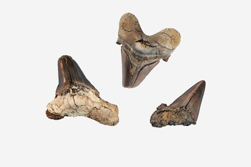 Prehistoric shark teeth. The most ancient types of sharks date back to 450 million years ago, during the Late Ordovician period, and are mostly known by their fossilised teeth. 