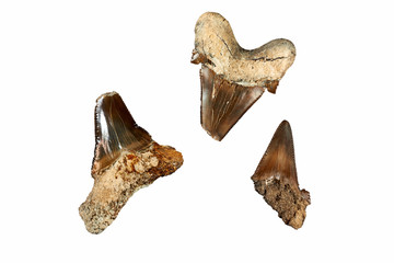 Prehistoric shark teeth. The most ancient types of sharks date back to 450 million years ago, during the Late Ordovician period, and are mostly known by their fossilised teeth. 