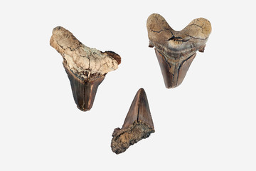 Prehistoric shark teeth. The most ancient types of sharks date back to 450 million years ago,...
