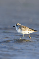 ダイゼン冬羽(Grey plover)