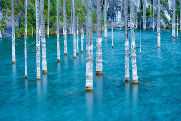 Dried-out trunks of submerged Schrenk’s Spruce trees that rise above the water’s surface from the bottom of the lake. The Sunken Forest of Lake Kaindy.  
