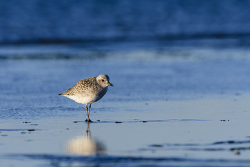 ダイゼン冬羽(Grey plover)