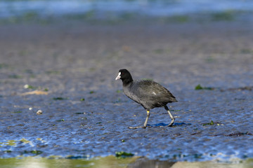 オオバン(Eurasian coot)