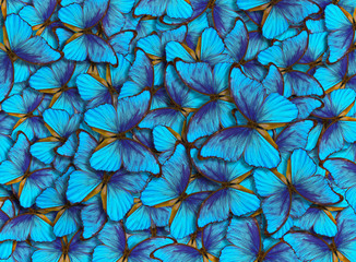 Obraz na płótnie Canvas Wings of a butterfly Morpho. Flight of bright blue butterflies abstract background.