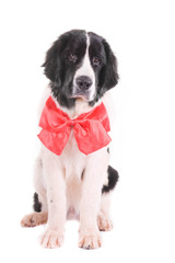 landseer dog christmas santa white puppy xmas