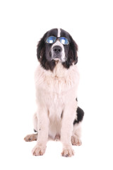 landseer dog christmas santa white puppy xmas