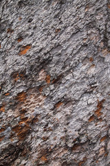ree bark background, old bark. 100 year
