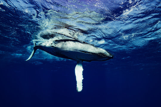 baleine &agrave; bosse