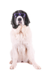 landseer dog christmas santa white puppy xmas