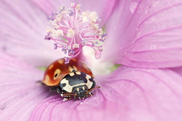 Eyed ladybug, ladybird, Anatis ocellata