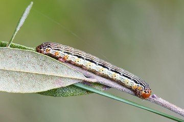 Spotted beauty caterpillar, Arichanna melanaria colors