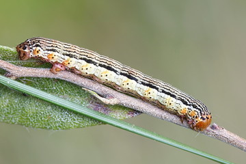 Spotted beauty caterpillar, Arichanna melanaria