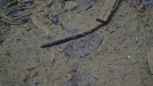 Earth worm moving on the wet ground after raining.