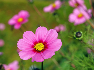 Obraz premium Schmuckkörbchen