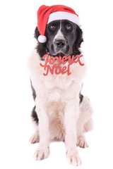 landseer dog isolated in front on white background