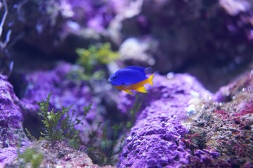Sea underwater with coral reefs and fish.