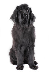 newfoundland dog