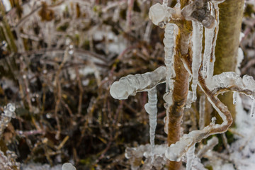 some icicles on a tree