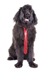 newfoundland dog santa christmas cute xmas valentine love