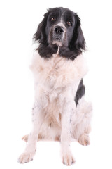 landseer dog isolated in front on white background