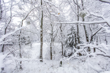 winter forest background 