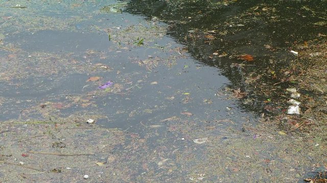 debris floating in large body of rainwater