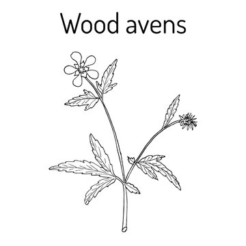 Wood avens medicinal plant.