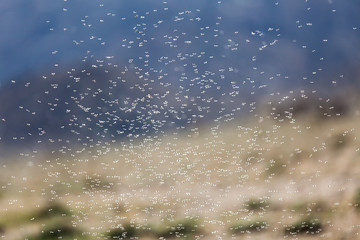 Thousands of small flies on Lake Bulunkul