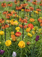 Fritillaria imperialis and colorful tulips flowers blooming in a garden.